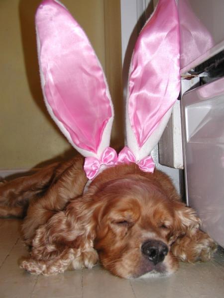 cashew bunny