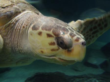 tortue marine