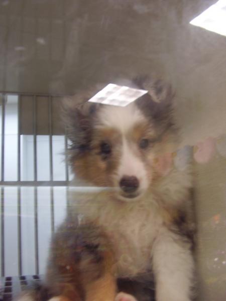 chiot