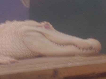 alligator albanos